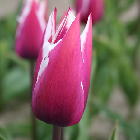Claudia Lily Flowering Tulip - 38144
