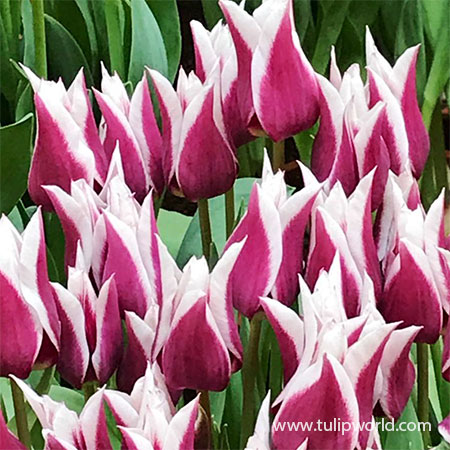 Claudia Lily Flowering Tulip - 38144