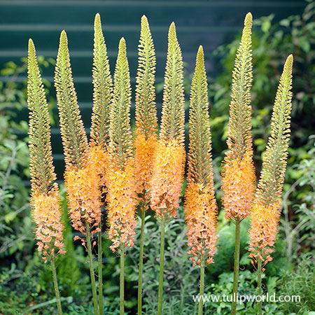 Cleopatra Orange Foxtail Lily 