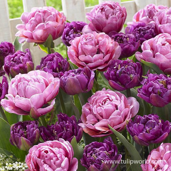 Color Me Amazing Double Tulip Mix