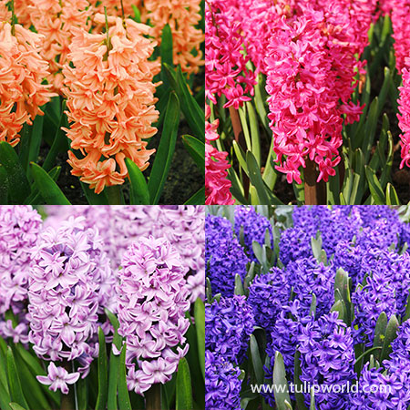 Colorful and Fragrant Hyacinth Collection 