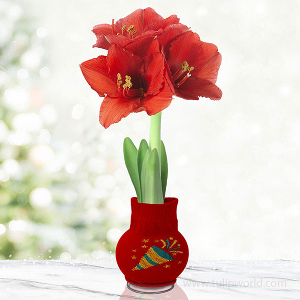 Congratulations Sweater Amaryllis