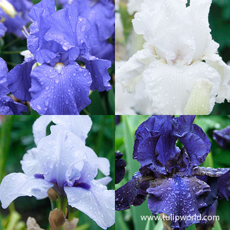 Cool Bearded Iris Collection 