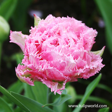Cool Crystal Fringed Tulip coolr crystal fringed tulip, pink tulips, fringed tulips, double fringed tulips, late spring tulips, tulips for sale, tulips on sale, tulip bulbs for sale