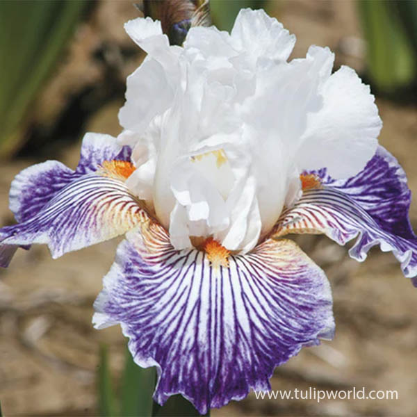 Crows Feet Bearded Iris