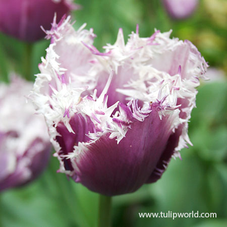 Cummins Fringed Tulips - 38352