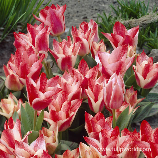 Czaar Peter Greigii Tulip