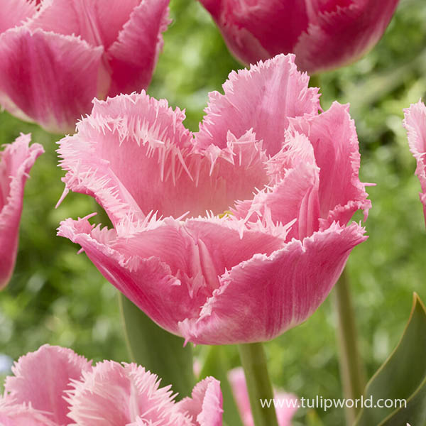 Dallas Fringed Tulip