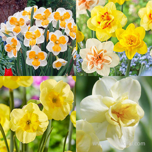 Daring Daffodil Collection