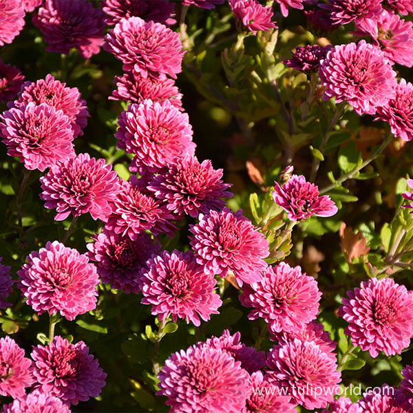 Dark Pink Garden Mum Pre-Potted Trio