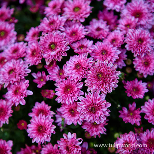 Dark Pink Pre-Potted Garden Mum