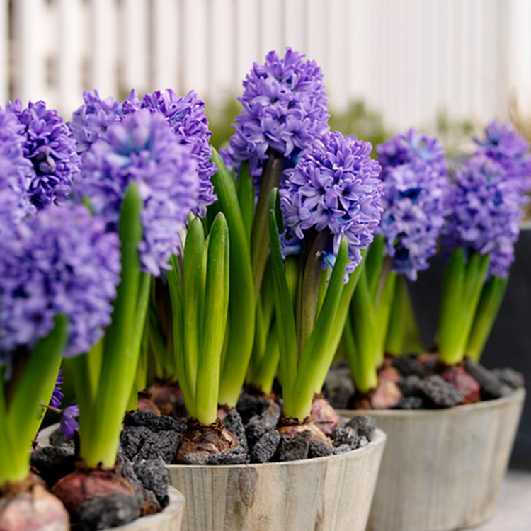 Delft Blue Hyacinth - 34107