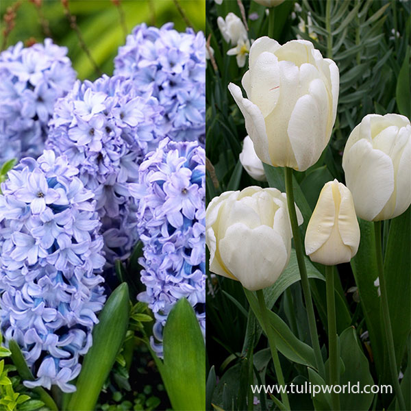 Delft Blue Perfect Planting Partners