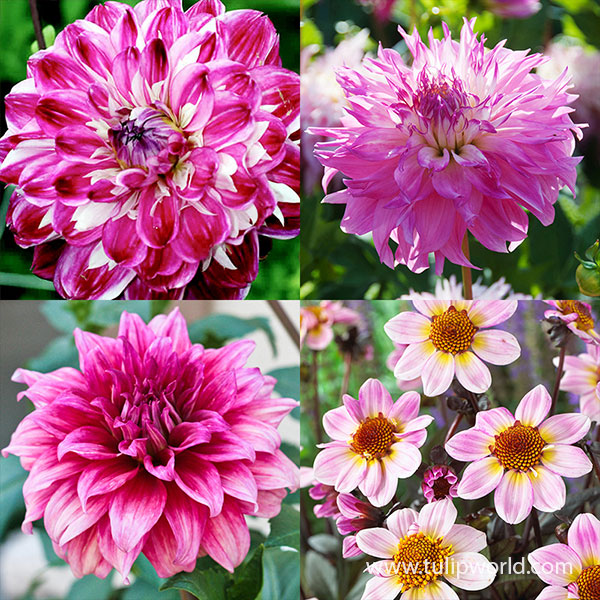 Delightful Dahlia Collection