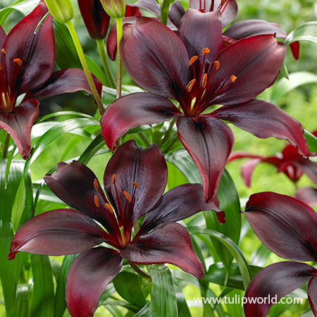 Dimension Asiatic Lily - 27240
