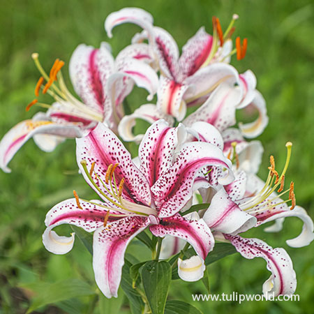 Dizzy Oriental Lily - 27239