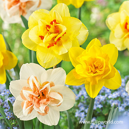 Double Daffodil Mix double daffodils, daffodil mixes, mixed double daffodils, double flowering daffodils, daffodil sale, wholesale daffodils, daffodils in bulk, bulk daffodils