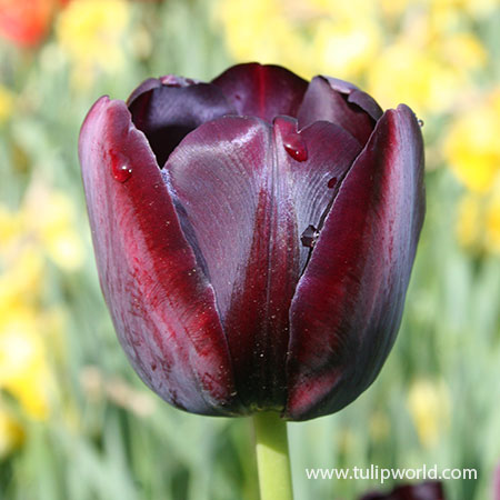 Dusk Til Dawn Border Tulip Blend - 39124