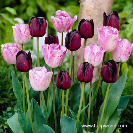 Dusk Til Dawn Border Tulip Blend tulip mixes, mixed tulips, late blooming tulips, black tulips, queen of night tulips, dark purple tulips, light purple tulips
