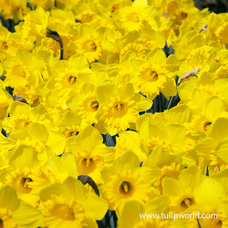 Dutch Master Daffodil Narcissus - 32127