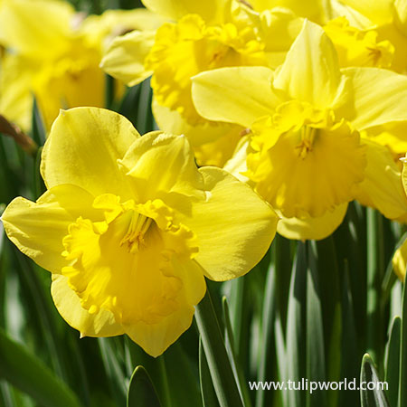 Yellow Daffodils, Yellow Daffodil Collection