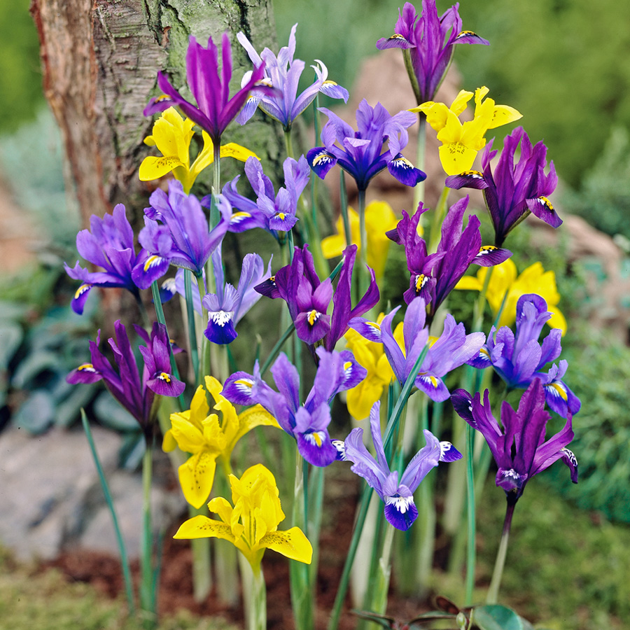 Dwarf Dutch Iris Mix Pre-Chilled pre-chilled bulbs, forced bulbs, Dutch iris for pots, flower bulbs for southern gardens, 