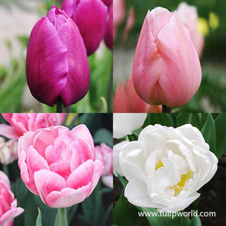 Early Spring Blooming Tulip Collection
