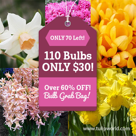 Early Spring Blooms Grab Bag fall planted bulbs, early spring flowers, tulip bulbs for sale, daffodils for sale, daffodil bulbs for sale, allium for sale, allium bulbs, crocus for sale, crocus bulbs for sale