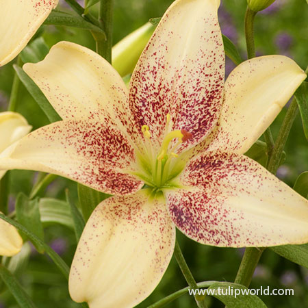 Easy Spot Asiatic Lily - 27242