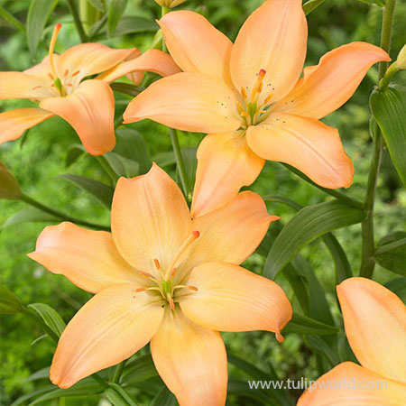 Easy Whisper Asiatic Lily - 27221