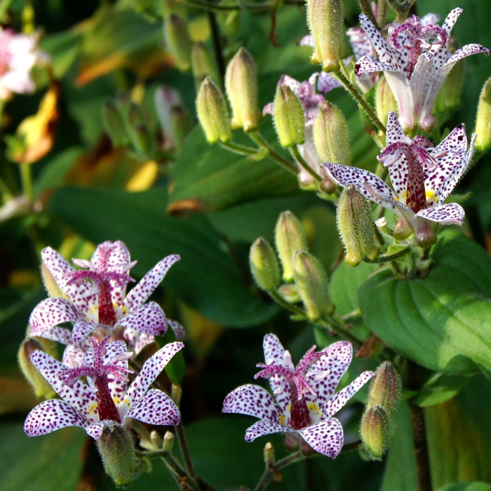 Empress Toad Lily 