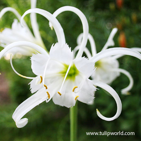 Peruvian Daffodil, Hymenocallis festalis