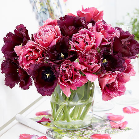 Florists Treat Tulip Blend - 38377