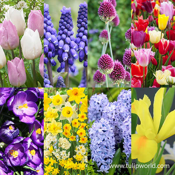 Flowers All Spring Garden Collection