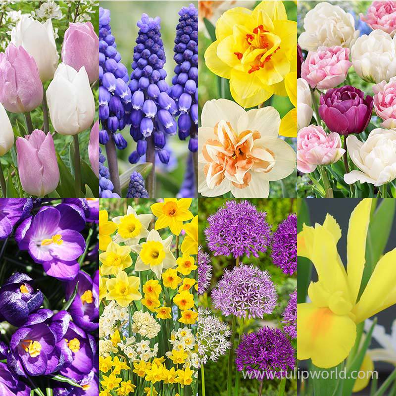 Flowers All Spring Garden Collection Flowers all spring, long blooming flowers in spring, non-stop flowers in spring, how to have something blooming all spring, 90 days of spring blooms, daffodil bulbs for sale, tulip bulbs for sale, allium bulbs for sale, crocus bulbs for sale 