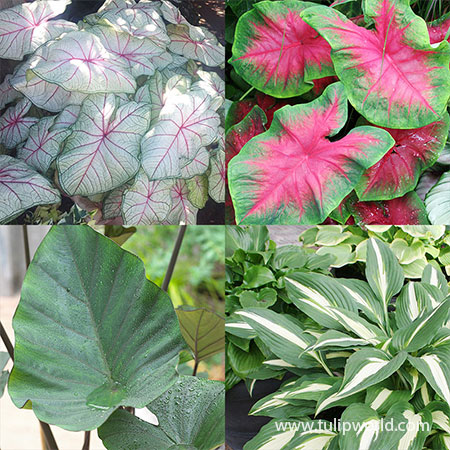 Foliage Favorites Collection - 29151