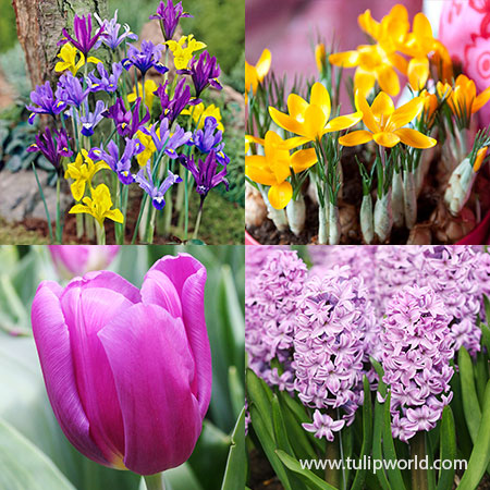 Forced Bulbs Beginner Garden pre-chilled bulbs, bulbs for growing indoors, tulips for growing indoors, crystal beauty tulips, best bulbs for forcing, best tulips for forcing