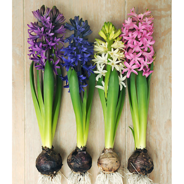 Fragrant Hyacinth Mix - 34119