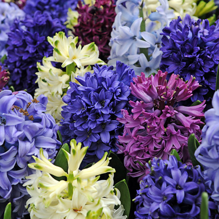 Fragrant Hyacinth Mix 