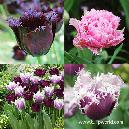 Fringed Tulip Collection fringed tulips, tulips for planting in fall, dark purple tulips, pink tulips, unique tulips, tulip bulbs for sale online