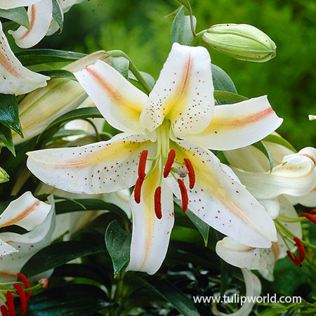 Garden Party Oriental Lily - 27196