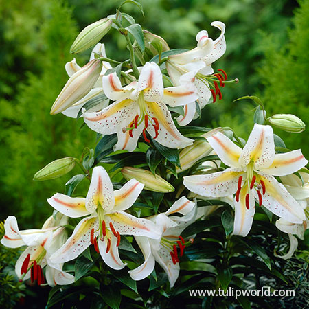 Garden Party Oriental Lily 