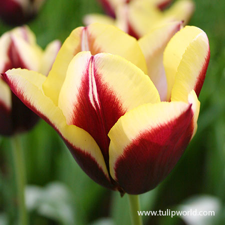 Gavota Triumph Tulip gavota tulip, gavota tulip bulbs, tulip bulbs for sale online, wholesale tulip bulbs, two colored tulips, bi-color tulips, tulip gavota, tulip triumph gavota, gavota triumph tulip, tulip muvota, charming lady tulip