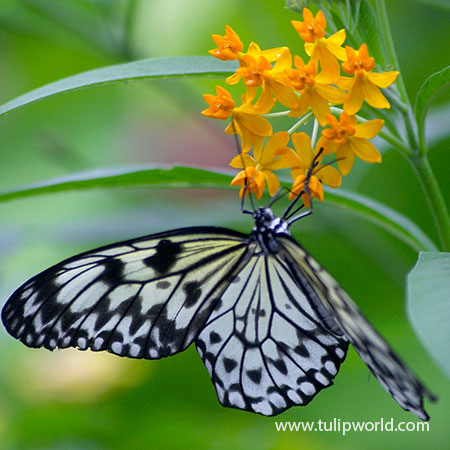 Gay Butterflies Butterfly Weed - 27233