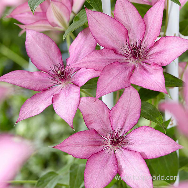 Giselle™ Pre-Potted Clematis
