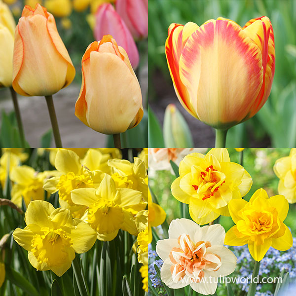 Glowing Tulip & Daffodil Collection