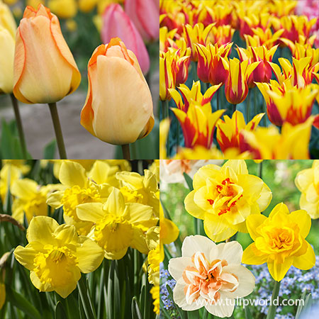 Glowing Tulip & Daffodil Collection  tulip and daffodil mix, orange tulips, orange tulip bulbs, yellow daffodils, daffodil mixes, double daffodils