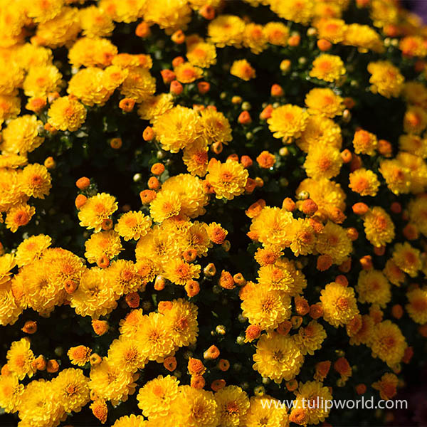 Gold Garden Mum Pre-Potted Trio