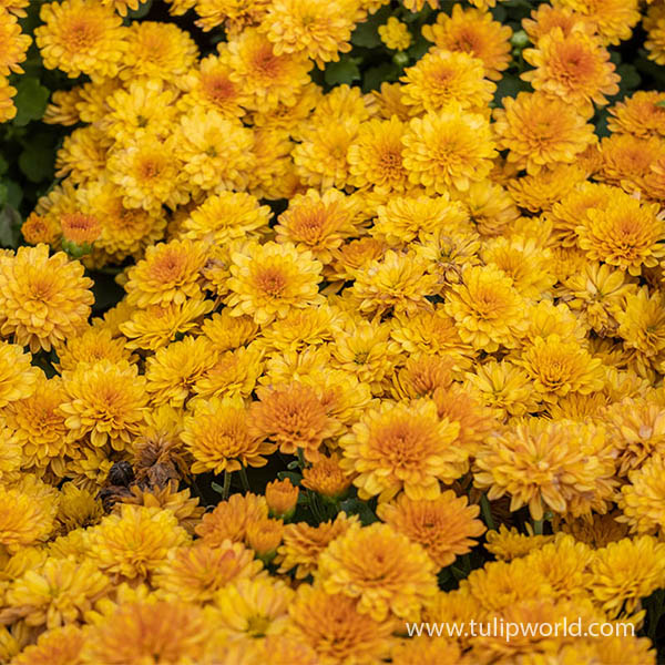 Gold Pre-Potted Garden Mum