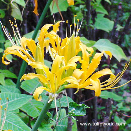 Golden Magic Lily - Lycoris Aurea - 37105